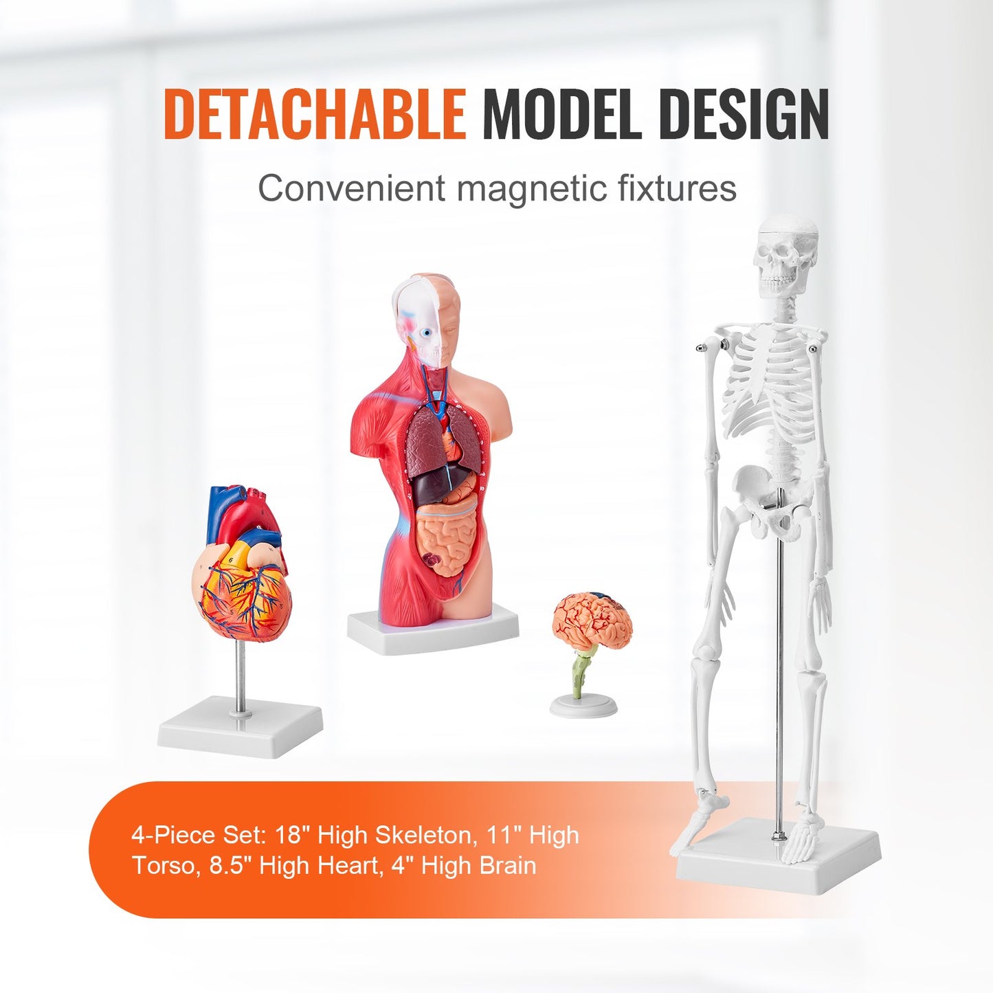 Human Anatomy Models Bundle Set, Brain, Human Torso Body, Heart, Skeleton Model Set of 4, Hands-on 3D Model Study Tools Teaching Models for Physiology Students or as an Educational Kit for Kids