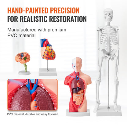 Human Anatomy Models Bundle Set, Brain, Human Torso Body, Heart, Skeleton Model Set of 4, Hands-on 3D Model Study Tools Teaching Models for Physiology Students or as an Educational Kit for Kids