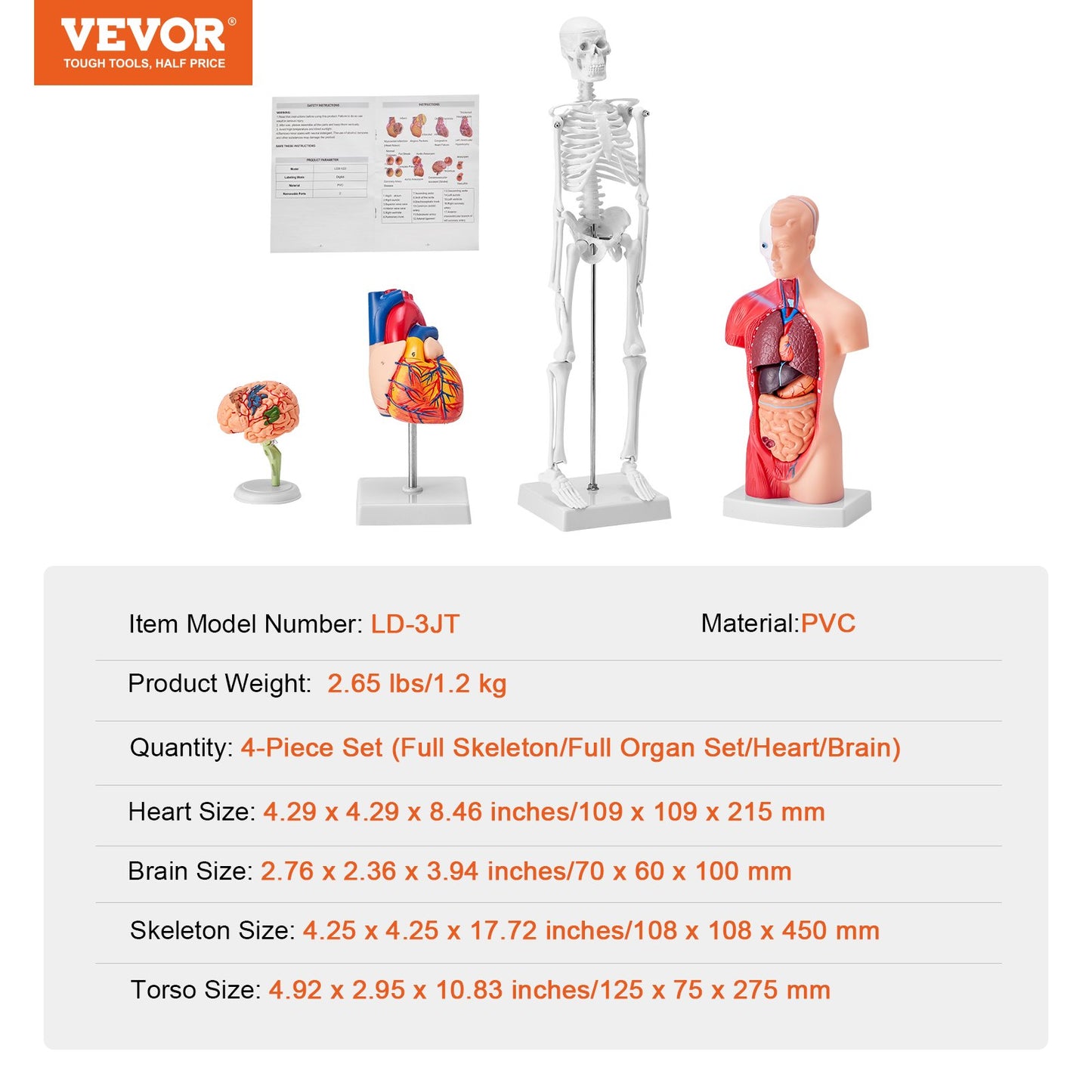 Human Anatomy Models Bundle Set, Brain, Human Torso Body, Heart, Skeleton Model Set of 4, Hands-on 3D Model Study Tools Teaching Models for Physiology Students or as an Educational Kit for Kids