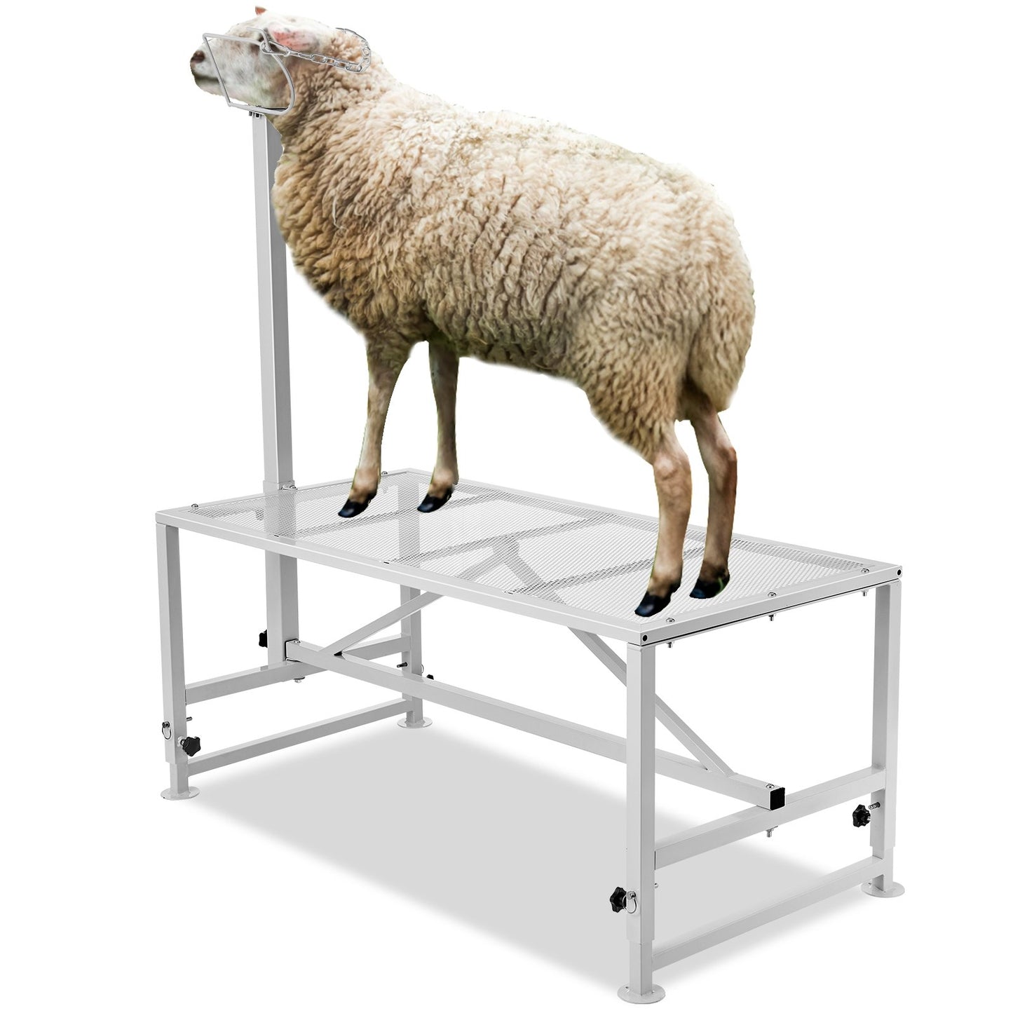 Viehstand Ziegentrimmstand 21"-33" Höhe 47x23 in Tischplatte Weiß